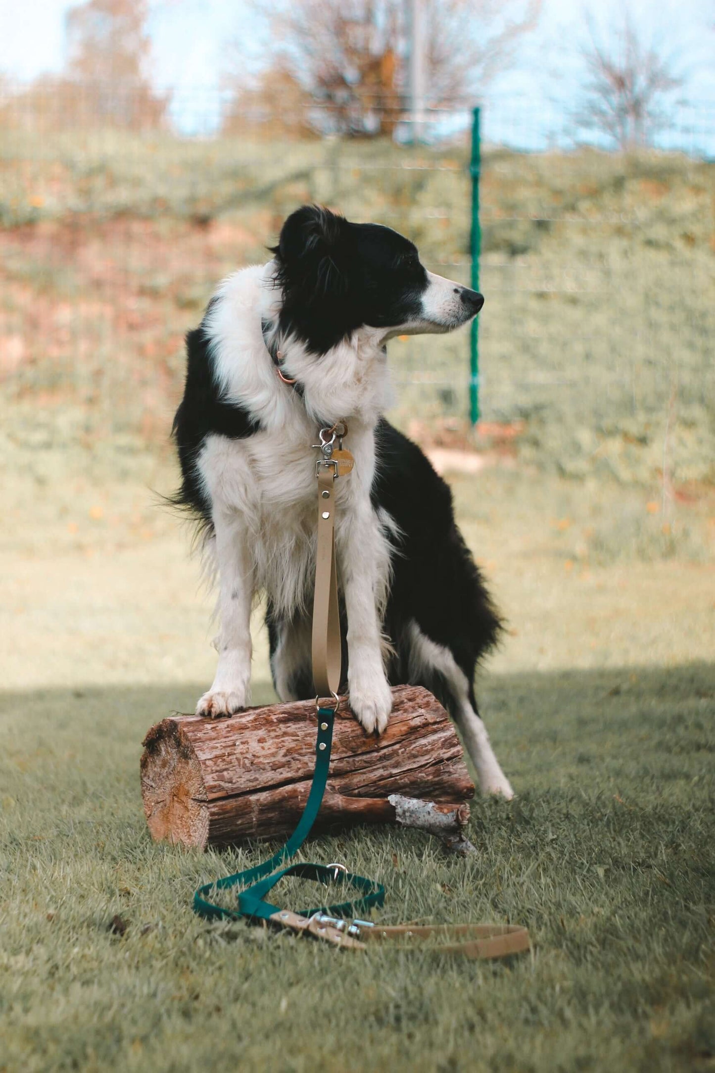 Dog wearing Beige and Green Biothane Multifunctional Dog Leash, standing confidently on a wooden log.