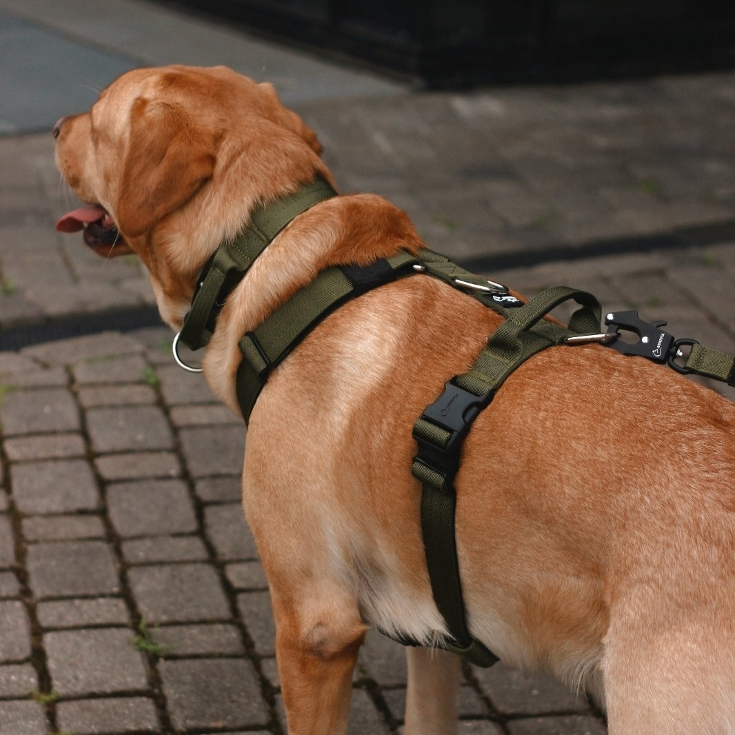 Dog_harness_comfort_green_sunu_iemaukti