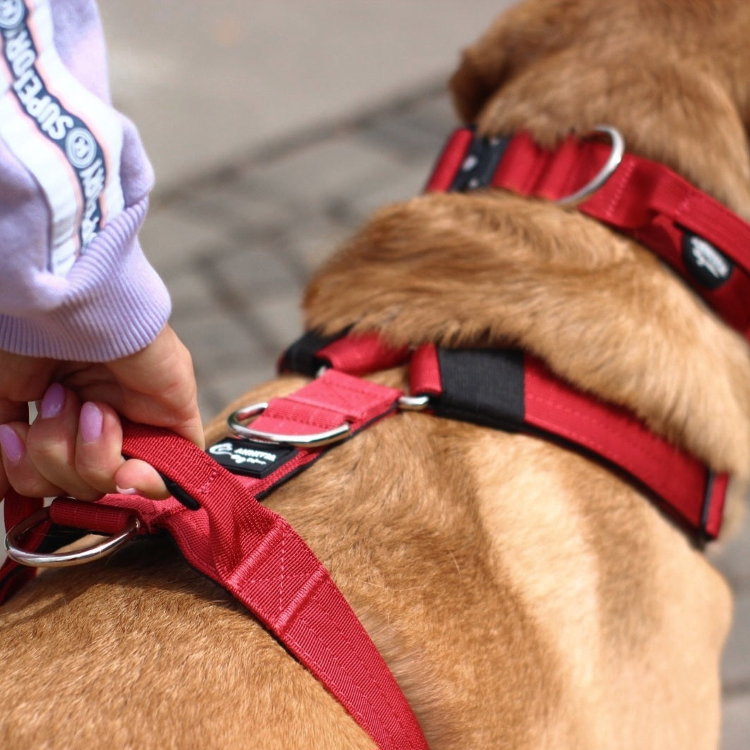 Dog_harness_comfort_krusu_siksna_suniem