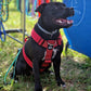 Comfort Line dog Harness - Dark red