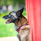 Latvia - Biothane ws paracord dog collar