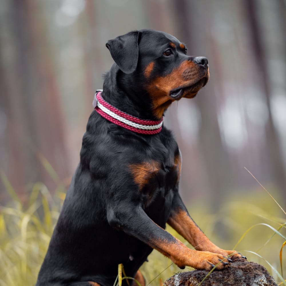 "Novi" paracord dog collar - Latvia