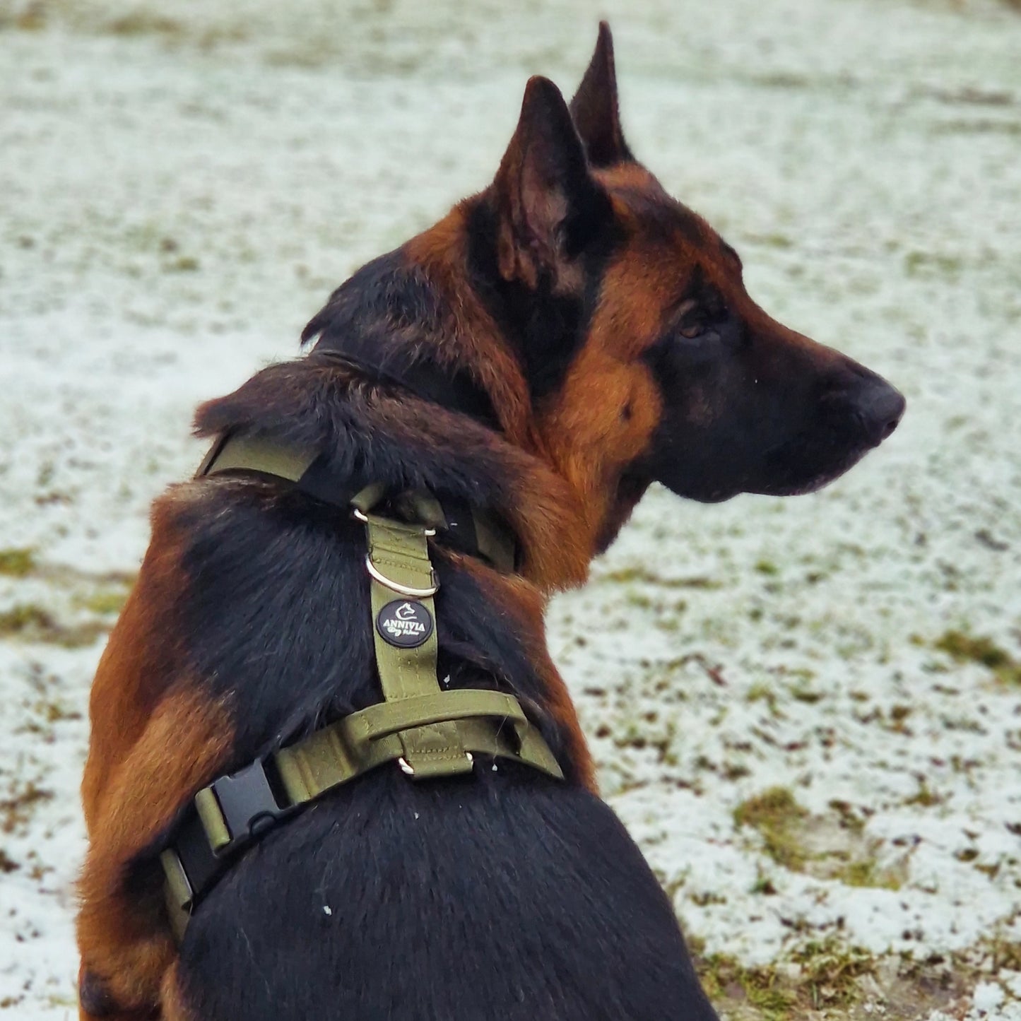 Comfort Line dog Harness - Army Green