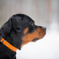 Biothane Black quick safe-lock dog collar  - Color choice