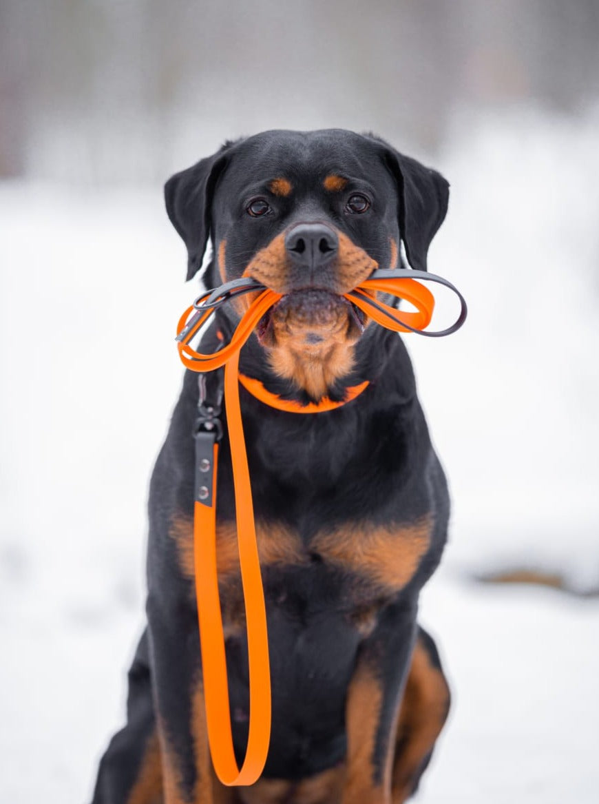 Biothane Duo dog leash  - Color choice