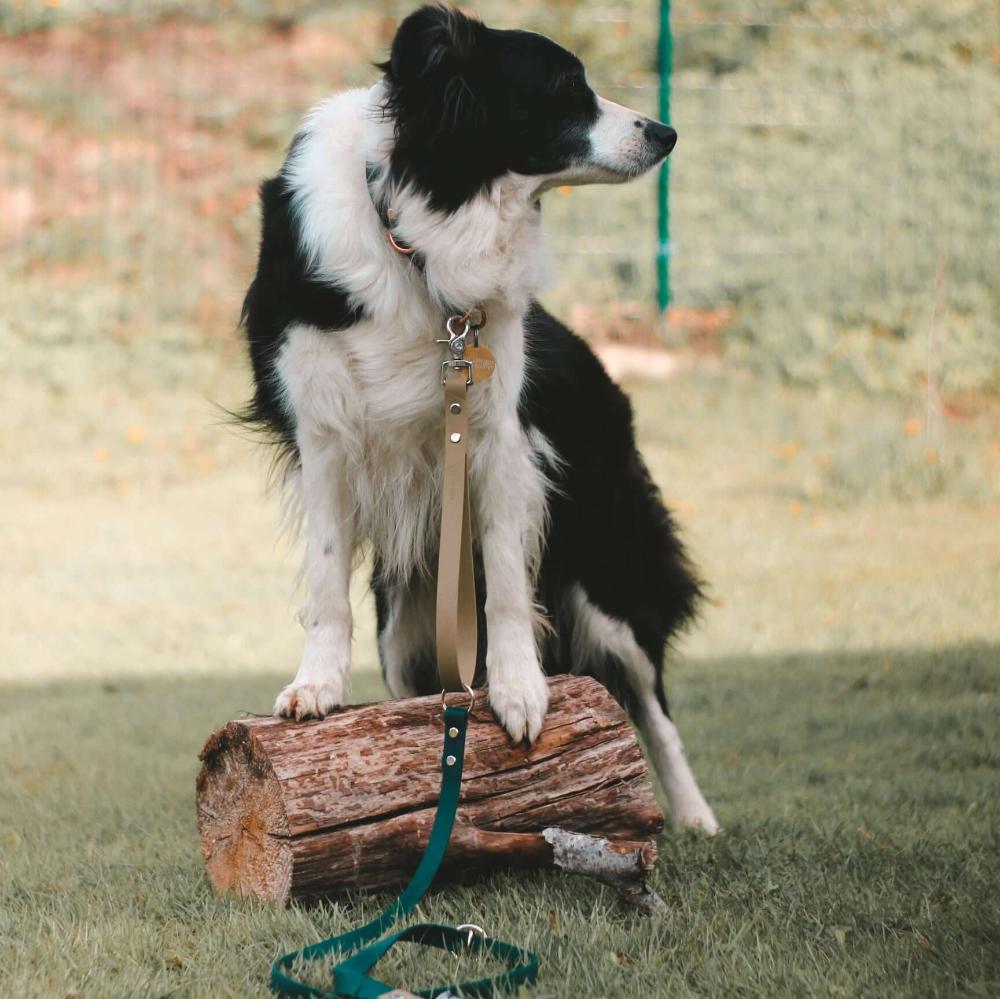 Dog wearing Beige and Green Biothane Multifunctional Dog Leash, standing confidently on a wooden log.