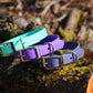 Biothane Classic dog collar 20mm wide - Color choice